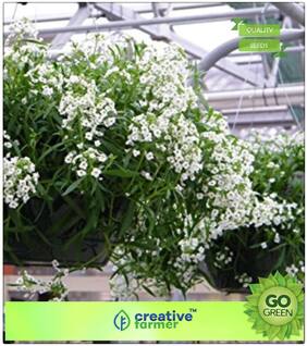 Seeds : Premium Economy Kitchen Garden Plant Seeds : Alyssum Snow Cloth' (White) Premium Economy Kitchen Garden Plant Seeds