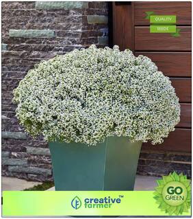 Seeds : Premium Economy Kitchen Garden Plant Seeds : Alyssum Mixed Premium Economy Kitchen Garden Plant Seeds
