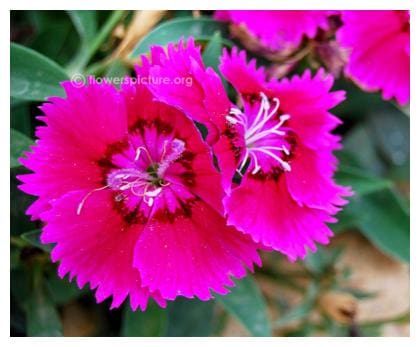 Seeds R-DRoz Dianthus Pink Flower Peremium Hybrid Seeds For Home Garden