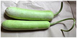 Seeds R-DRoz Bottle Gourd Loki Loki Peremium Hybrid Seeds For Kitchen Garden - Pack of 30 Premium Seeds