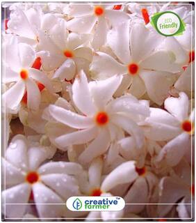Seeds : Raat Ki Rani Flowering Plants Seeds Flowering Tree Seeds Economy Gardening Plant Seeds