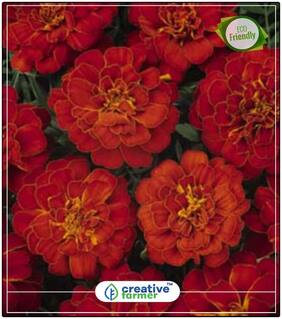 Seeds : Rare French Marigold Flower  Dainty Marietta' Tagetes Patula Flower Seeds For All Season Economy Gardening Plant Seeds