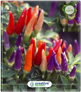 Seeds : Rare Ornamental Hot Pepper Chilli Varieties Vegetable Seeds Economy Gardening Plant Seeds
