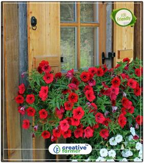 Seeds : Red Petunia White Star Hanging Basket Garden Plant Seeds Economy Gardening Plant Seeds