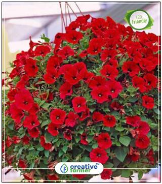Seeds : Red Petunia White Star Hanging Basket Garden Seeds Plants Economy Gardening Plant Seeds