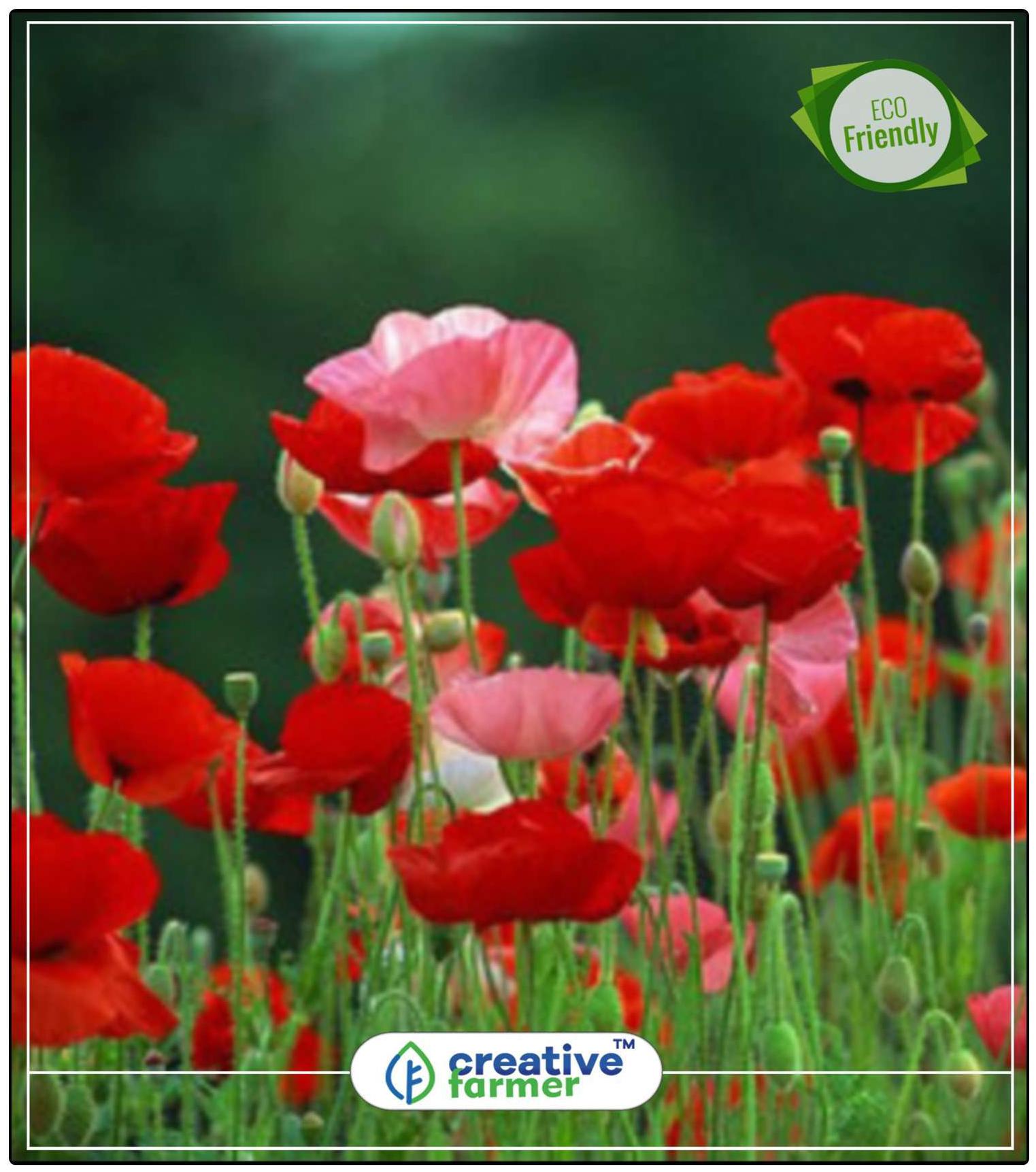 https://assetscdn1.paytm.com/images/catalog/product/H/HO/HOMSEEDS-RED-POCREA88747DA346A90/1563112605631_0..jpg
