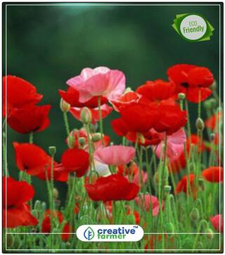 Seeds : Red Poppy Flower Seeds In Summer Economy Gardening Plant Seeds
