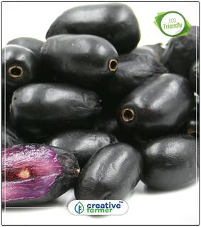 Seeds : Rohini Nakshathra Tree Seeds- Njaval Tree Economy Gardening Plant Seeds
