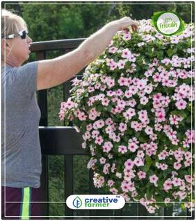 Seeds : Rose Periwinkle Plant Seeds Indoor Economy Gardening Plant Seeds