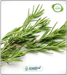 Seeds : Rosemary Seeds Mary'S Mantle Herb Seeds For Kitchen Garden Economy Gardening Plant Seeds