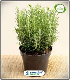 Seeds : Rosemary Seeds Rosmarinus Officinalis Spice Herb Herb Seeds For Home Garden Economy Gardening Plant Seeds