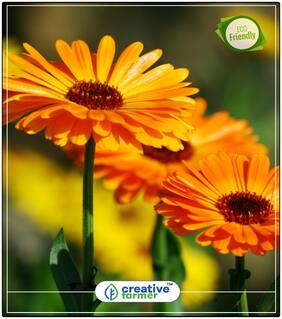 Seeds : Ruddles (Dwarf) Plants Seeds Air Purifying Economy Gardening Plant Seeds