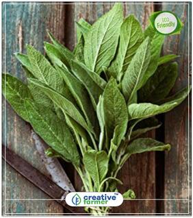 Seeds : Sage Broad Leaves Salvia Offcianlis Herb Seeds For Kitchen Garden Economy Gardening Plant Seeds