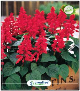 Seeds : Salvia Splendens F1 Mixed Decorative Purposes Economy Gardening Plant Seeds