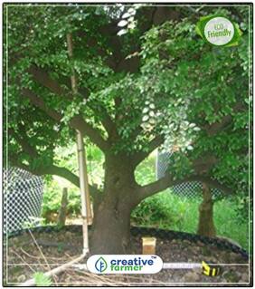 Seeds : Sandalwood Seeds For Cultivation. - 10 Seeds Flowering Tree Seeds Economy Gardening Plant Seeds