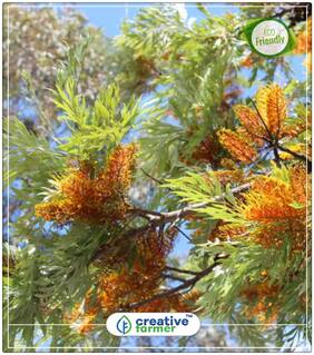 Seeds : Savukku-Maram Ornamental Tree Economy Gardening Plant Seeds