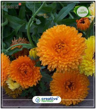 Seeds : Scottish Marigold Orange Flower Seed For Rainy Season Economy Gardening Plant Seeds