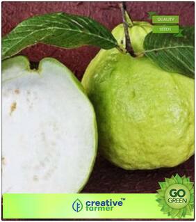 Seeds : Seeds Of Fruits Fruit Seeds - Giant Thailand Guava Seeds -Thai Guava - Home Garden Premium Economy Kitchen Garden Plant Seeds