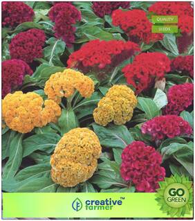 Seeds : Seeds For Gardening : Celosia Cockscomb - Red Yellow Orange Gold Pink Premium Economy Kitchen Garden Plant Seeds