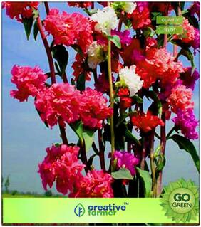 Seeds : Seeds For Indian Climate : Clarkia Unguiculata Premium Economy Kitchen Garden Plant Seeds
