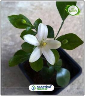 Seeds : Small;White;Scented Flowers Flowering Tree Seeds Economy Gardening Plant Seeds