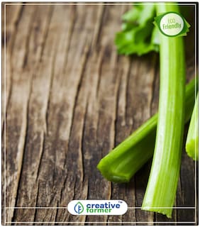 Seeds : Soup Celery Herb Seeds For Planting Economy Gardening Plant Seeds