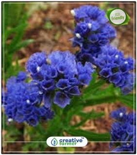 Seeds : Statica-Pacific Mixed Winter Seeds Economy Gardening Plant Seeds