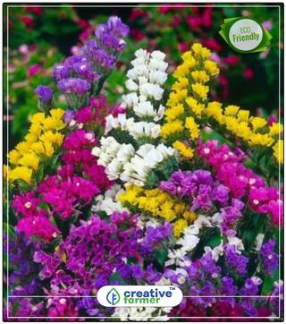 Seeds : Statice Gardening Seeds Economy Gardening Plant Seeds