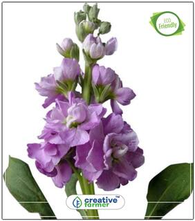 Seeds : Stocks Flower Rare Mix Ornamental Vegetable Seeds Economy Gardening Plant Seeds