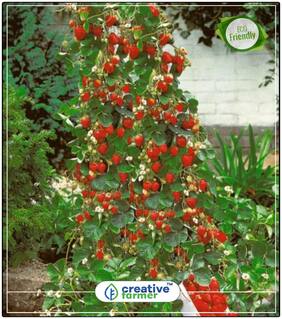 Seeds : Strawberries Seeds Hanging Basket Herb Seeds For Kitchen Garden Economy Gardening Plant Seeds