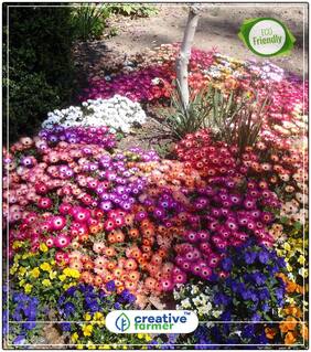 Seeds : Succulent Ice Plant Flower Seed Rain Economy Gardening Plant Seeds