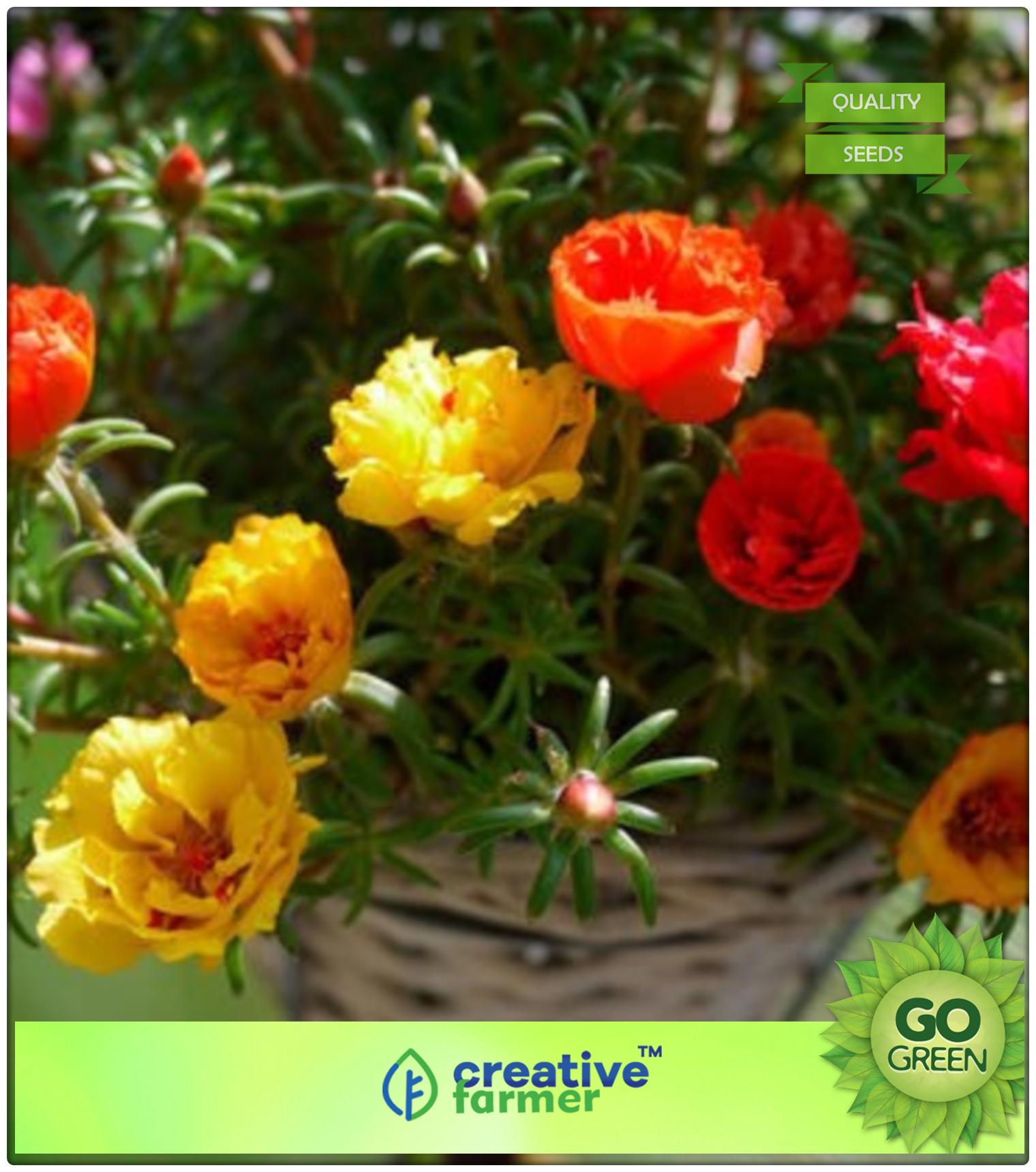 https://assetscdn1.paytm.com/images/catalog/product/H/HO/HOMSEEDS-SUMMERCREA887471E1A4A14/1563112907983_0..jpg
