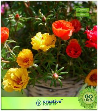 Seeds : Summer Flower Seeds For Home Garden : Portulaca Butterflies Mix Premium Economy Kitchen Garden Plant Seeds