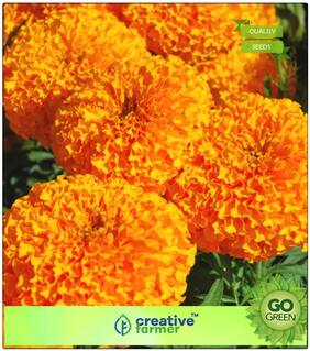 Seeds : Summer Flower Seeds For Pots : African Marigold Hawaii Orange Premium Economy Kitchen Garden Plant Seeds