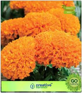 Seeds : Summer Flower Seeds Kit : Marigold-Hawaii Orange Premium Economy Kitchen Garden Plant Seeds
