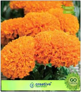 Seeds : Summer Flower Seeds : Marigold-Hawaii Orange Premium Economy Kitchen Garden Plant Seeds