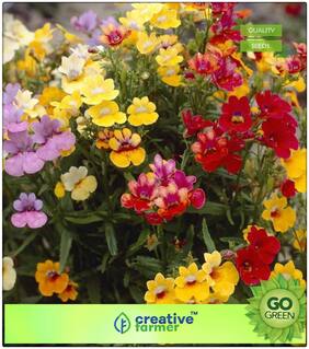 Seeds : Summer Flower Seeds For Home Garden : Nemesia Sundrops Mixed (Maxi Plugs) Premium Economy Kitchen Garden Plant Seeds