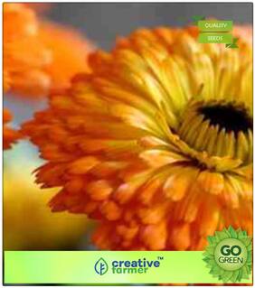 Seeds : Summer Seeds For Home Garden : Pot Marigold Mixed Premium Economy Kitchen Garden Plant Seeds