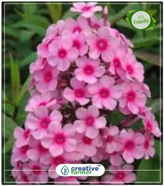 Seeds : Summer Phlox Mixed Pots Of Plants Economy Gardening Plant Seeds