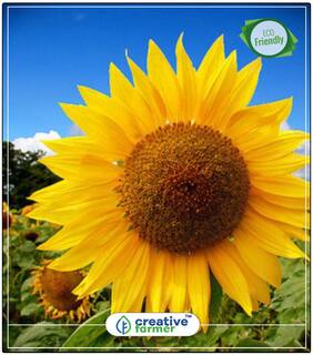 Seeds : Sunflower Giant Winter Seeds For Home Garden Economy Gardening Plant Seeds