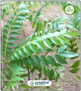 Seeds : Sweet Neem Leaves Seeds For Kitchen Plant Seeds Economy Gardening Plant Seeds
