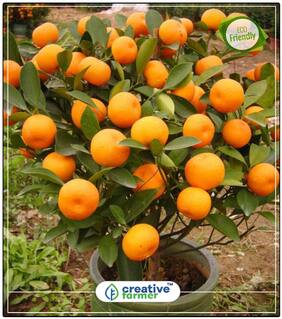 Seeds : Sweet Orange Fruit Tree Seeds Fruit Seeds For Container Gardening Fruit Seeds Garden Pack Fruit Bonsai Seeds Economy Gardening Plant Seeds