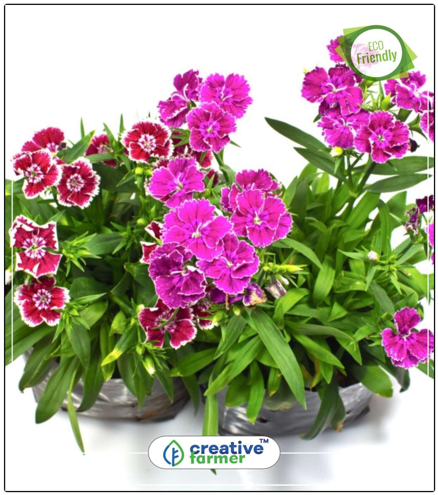 https://assetscdn1.paytm.com/images/catalog/product/H/HO/HOMSEEDS-SWEET-CREA88747B3521903/1563037800968_0..jpg