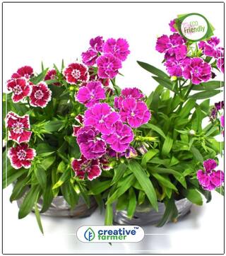 Seeds : Sweet Willium Best Mix Ornament Plants Seeds Economy Gardening Plant Seeds