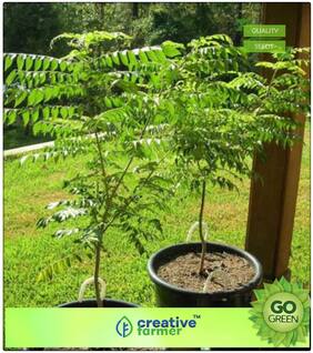 Seeds : Sweet Neem Leaves Seeds For Kitchen Plant Seeds Premium Economy Kitchen Garden Plant Seeds