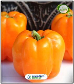 Seeds : Sweet Peppers Orange Early Summer Hybrid Pepper Ornamental Vegetable Seeds Economy Gardening Plant Seeds