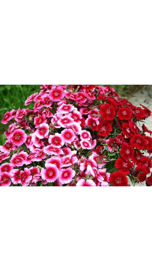 Seeds Sweet William Flower Fast Germination Seeds