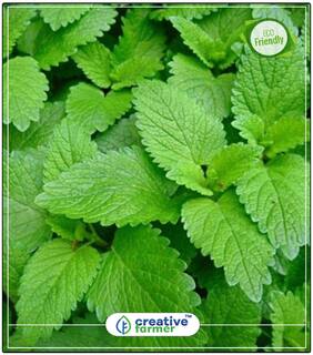 Seeds : Tea Balm Herb Seeds For Home Garden Economy Gardening Plant Seeds