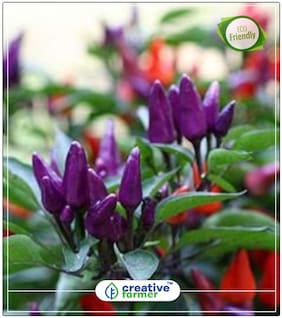 Seeds : Thai Hot Ornamental Pepper Vegetable Seeds Economy Gardening Plant Seeds