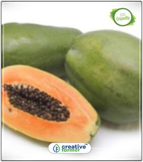 Seeds : Thai Papaya Seeds Dwarf Variety Very Sweet Delicious Fruit Exotic Fruit Rare Seeds Economy Gardening Plant Seeds